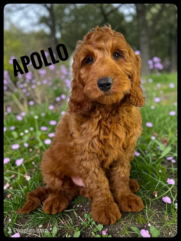 Apollo – Goldendoodle, Miniature Goldendoodle puppy for sale in Jacksonville, FL