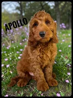 Apollo, a male Goldendoodle and Miniature Goldendoodle for sale in Jacksonville, FL – Photo 1 of 4