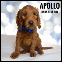 Apollo, a male Goldendoodle and Miniature Goldendoodle for sale in Jacksonville, FL – Photo 2 of 4