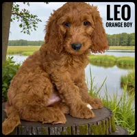Leo, a male Goldendoodle and Miniature Goldendoodle for sale in Jacksonville, FL – Photo 1 of 3