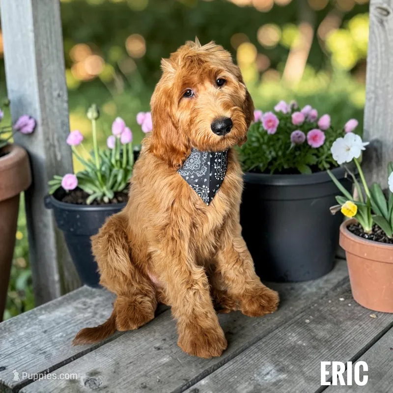 Eric - F1 Standard – Goldendoodle puppy for sale in Jacksonville, FL