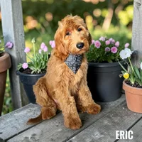 Eric - F1 Standard, a male Goldendoodle for sale in Jacksonville, FL – 1 of 1