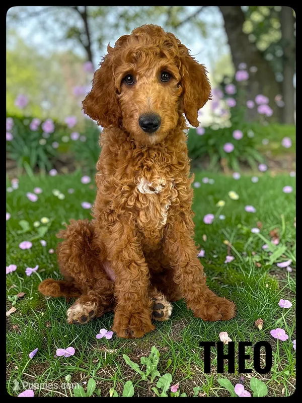 Theo – Goldendoodle, Miniature Goldendoodle puppy for sale in Jacksonville, FL
