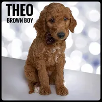Theo, a male Goldendoodle and Miniature Goldendoodle for sale in Jacksonville, FL – Photo 1 of 3