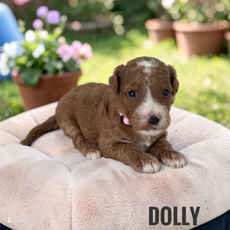 Dolly - F1b Petite – Goldendoodle, Miniature Goldendoodle puppy for sale in Jacksonville, FL