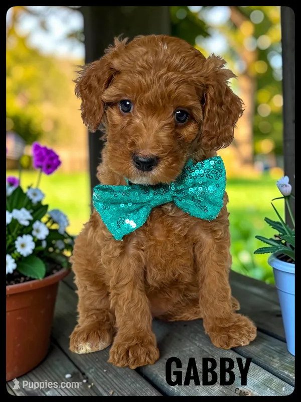 Gabby - F1b Petite – Goldendoodle, Miniature Goldendoodle puppy for sale in Jacksonville, FL