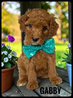 Gabby - F1b Petite, a female Goldendoodle and Miniature Goldendoodle for sale in Jacksonville, FL – 1 of 2