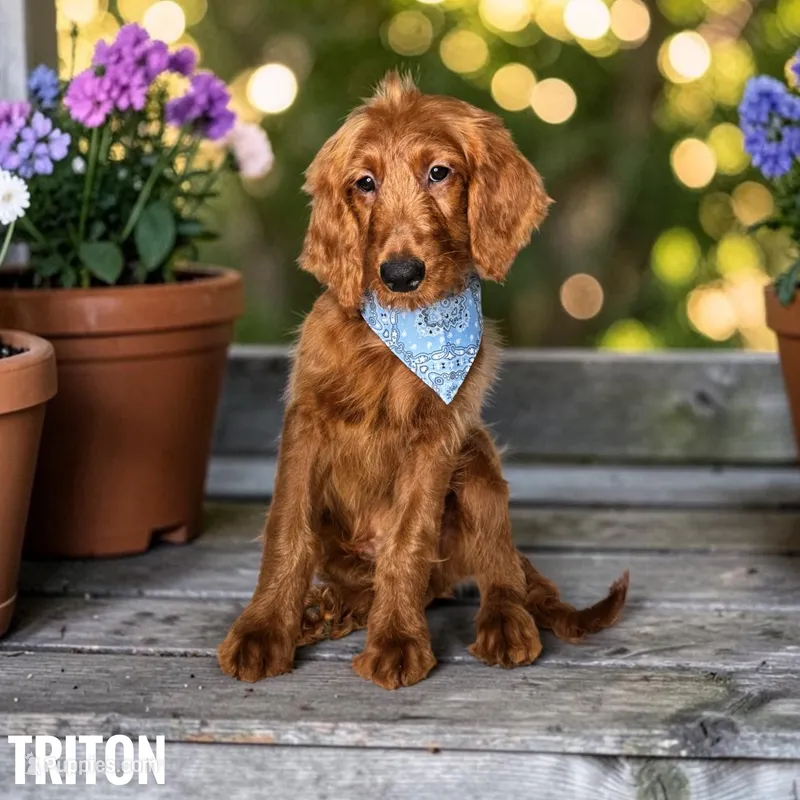 Triton - F1 standard – Goldendoodle puppy for sale in Jacksonville, FL