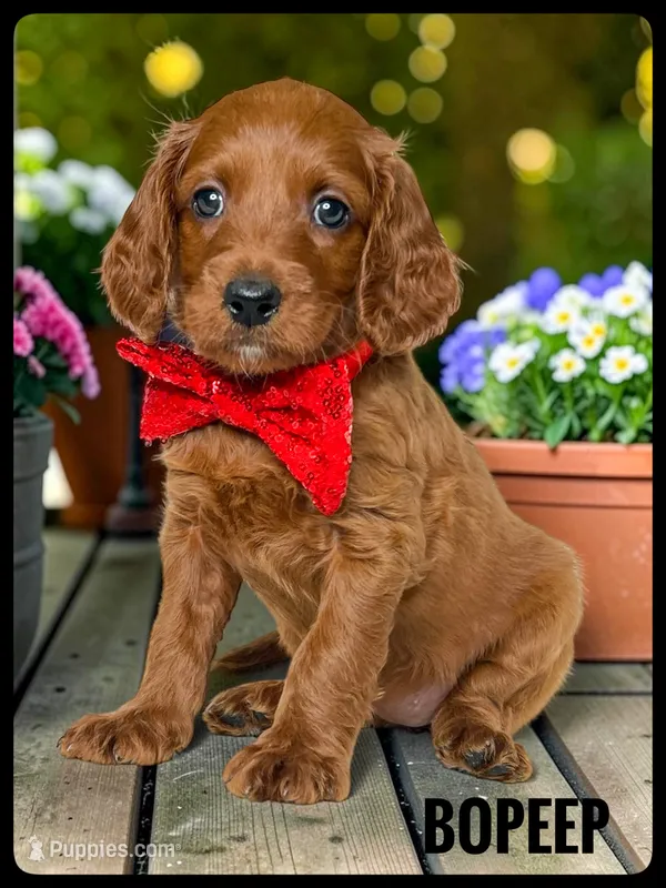BoPeep - F1b Petite – Goldendoodle, Miniature Goldendoodle puppy for sale in Jacksonville, FL