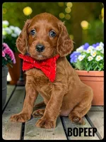 BoPeep - F1b Petite, a female Goldendoodle and Miniature Goldendoodle for sale in Jacksonville, FL – 1 of 2