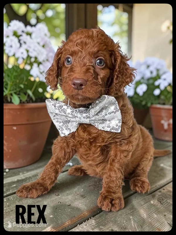 Rex - F1b Petite – Goldendoodle, Miniature Goldendoodle puppy for sale in Jacksonville, FL