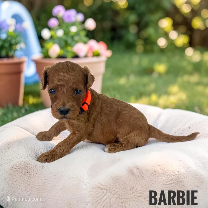 Barbie - F1b petite – Goldendoodle, Miniature Goldendoodle puppy for sale in Jacksonville, FL