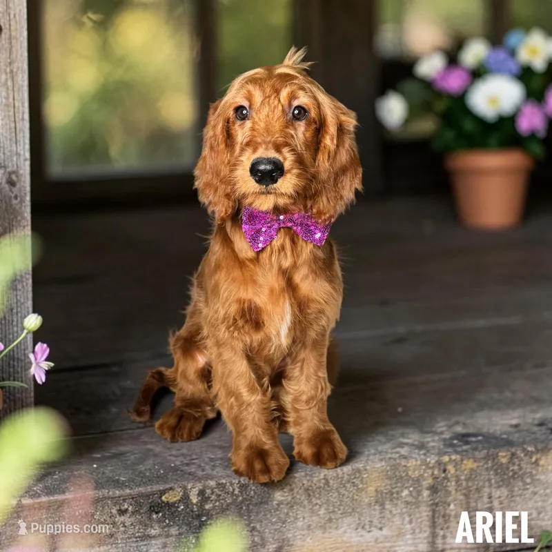 Ariel - F1 Medium – Goldendoodle, Miniature Goldendoodle puppy for sale in Jacksonville, FL