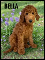 Bella, a female Goldendoodle and Miniature Goldendoodle for sale in Jacksonville, FL – Photo 1 of 4