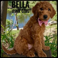 Bella, a female Goldendoodle and Miniature Goldendoodle for sale in Jacksonville, FL – Photo 2 of 4