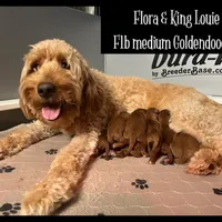 Bella, a female Goldendoodle and Miniature Goldendoodle for sale in Jacksonville, FL – Photo 3 of 4