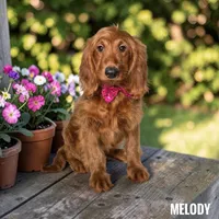 Melody - F1 Medium, a female Goldendoodle and Miniature Goldendoodle for sale in Jacksonville, FL – 1 of 1