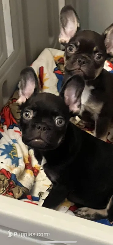 Hank, a male French Bulldog for sale in Vista, CA – Photo 1 of 2