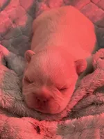 Franklin fluffy carrier, a male French Bulldog for sale in Vista, CA – Photo 6 of 6