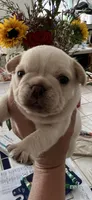 Franklin fluffy carrier, a male French Bulldog for sale in Vista, CA – Photo 3 of 6