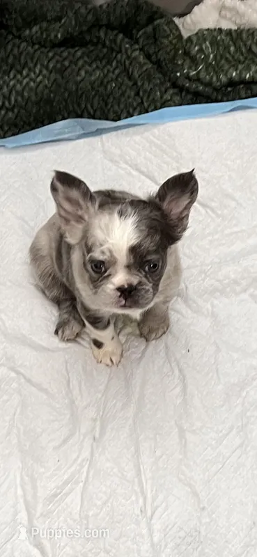 Merle lilac full fluffy