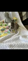 Merle lilac full fluffy, a female French Bulldog for sale in Vista, CA – Photo 5 of 6