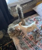 Harry, a male French Bulldog for sale in Vista, CA – Photo 4 of 6