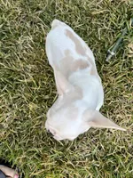 Harry, a male French Bulldog for sale in Vista, CA – Photo 2 of 6