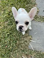 Harry, a male French Bulldog for sale in Vista, CA – Photo 3 of 6