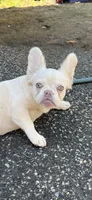fluffy Lilac platinum, a female French Bulldog for sale in Vista, CA – Photo 3 of 6