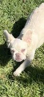 fluffy Lilac platinum, a female French Bulldog for sale in Vista, CA – Photo 1 of 6