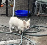 fluffy Lilac platinum, a female French Bulldog for sale in Vista, CA – Photo 2 of 6