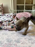 Blue, a female French Bulldog for sale in Vista, CA – Photo 3 of 7