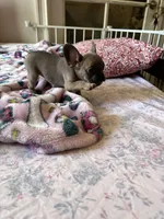 Blue, a female French Bulldog for sale in Vista, CA – Photo 7 of 7