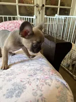 Blue, a female French Bulldog for sale in Vista, CA – Photo 2 of 7