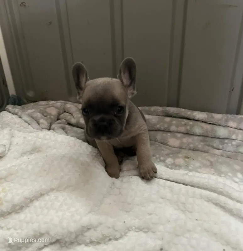 Blue, a female French Bulldog for sale in Vista, CA – Photo 1 of 7