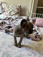 Blue, a female French Bulldog for sale in Vista, CA – Photo 6 of 7