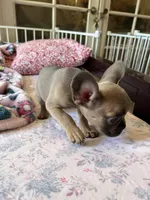 Blue, a female French Bulldog for sale in Vista, CA – Photo 5 of 7