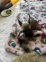 Blue, a female French Bulldog for sale in Vista, CA – Photo 4 of 7