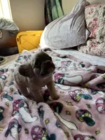 Adalina, a female French Bulldog for sale in Vista, CA – Photo 3 of 6