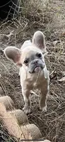Adalina, a female French Bulldog for sale in Vista, CA – Photo 1 of 6