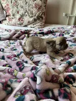 Adalina, a female French Bulldog for sale in Vista, CA – Photo 4 of 6