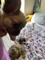 Adalina, a female French Bulldog for sale in Vista, CA – Photo 6 of 6