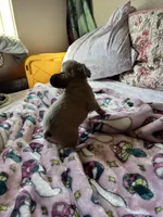 Adalina, a female French Bulldog for sale in Vista, CA – Photo 5 of 6