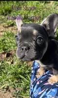 New Shade Isabella Carrier, a female French Bulldog for sale in Vista, CA – Photo 1 of 4