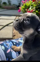 New Shade Isabella Carrier, a female French Bulldog for sale in Vista, CA – Photo 2 of 4