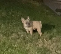New Shade Isabella Carrier, a female French Bulldog for sale in Vista, CA – Photo 4 of 4