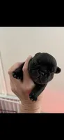 Ben fluffy carrier, a male French Bulldog for sale in Vista, CA – Photo 3 of 5