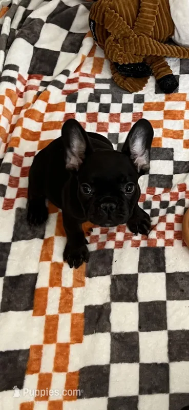 Ben fluffy carrier, a male French Bulldog for sale in Vista, CA – Photo 1 of 5