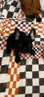 Ben fluffy carrier, a male French Bulldog for sale in Vista, CA – Photo 1 of 5